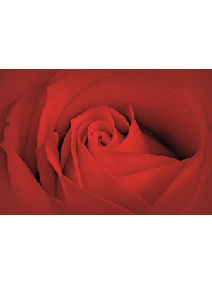 Prowall Poster Duvar Kağıdı 560 8 Parça (3.68MT x 2.54MT)