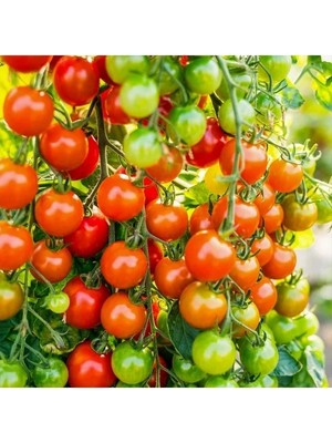 Doğal Cherry Domates Tohumu - Yüksek Verim