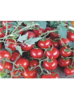 Domates Cherry Tohumu - 100 Adet