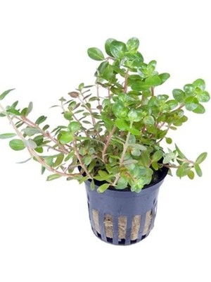 Canlı Rotala Rotundifolia Saksı Bitkisi
