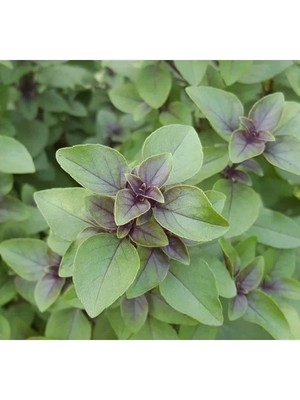 Tarçın Aromalı Fesleğen Tohumu - Özel Seri