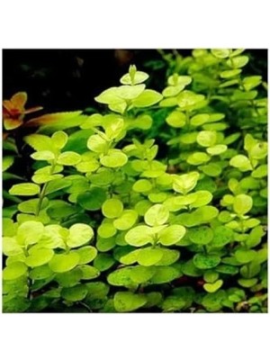 Lysimachia Nummularia Aurea Saksı Canlı Bitki