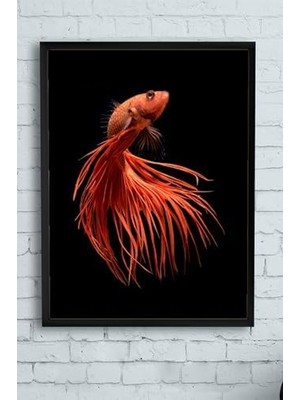 Ala Store (PSTER13184) Sanatsal Balık Hayvan Çerçeveli Tablo 3 (50X70CM)