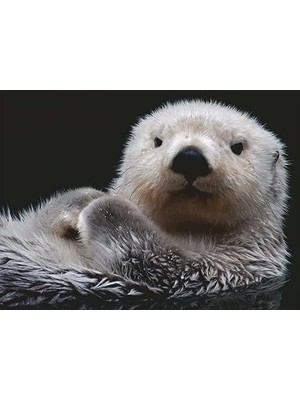 Ala Store Puzzle 16980 - Tatlı Küçük Otter - 500 Parça Yapboz 10 Yaşından Büyük Çocuklar ve Yetişkinler Için, Hayvan Motifli Yapboz