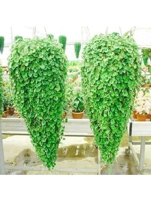 Cekar Store Dichondra Fare Kulağı Çiçeği Tohumu 100 Adet Tohum