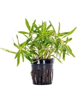 Pogostemon Stellatus Broad Leaf Saksı Canlı Bitki