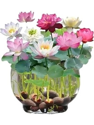 Esranın Dünyası 5 Adet Nadir Uzak Doğu Lotus Çiçeği Tohumu, Kutsal Karışım