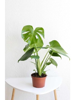 FourForce Deve Tabanı Geniş Yapraklı 1 Adet Saksılı 40-60CM Iç Mekan Bitkisi Monstera Deliciosa