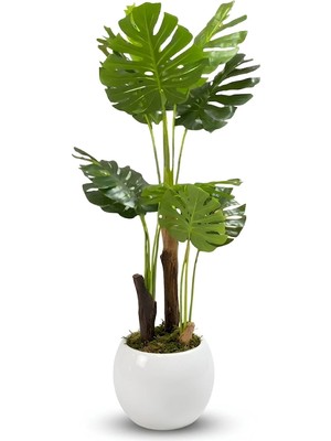 Cihan Çiçekçilik Monstera Ağacı 170CM Beyaz Küre Saksı
