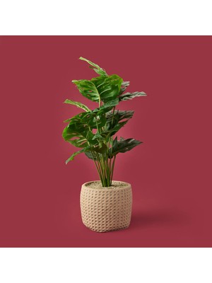 Objevi Hasır Saksıda Deve Tabanı - Renkli - 90X26 cm