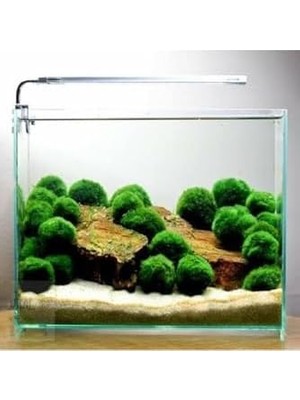 Assess Store Bitki Marimo Ball 2-3cm Yosun Topu Canlı Bitki KOPY1-951512