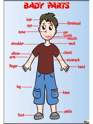 Prime Concept Ingilizce Body Parts Afişi (Folyo) 35X50 cm