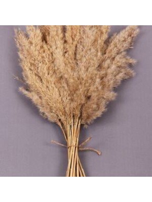 Froyi Bej Kuru Çiçek Pampas 15 Adet 100 cm