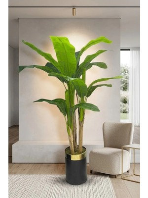 Cihan Çiçekçilik Muz Ağacı 220 cm 3 Gövdeli