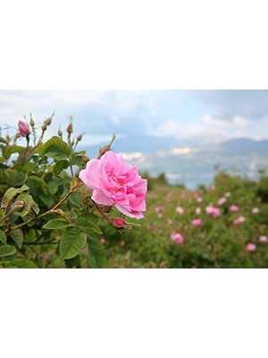 Rosense Gül Yağı Rose Oil 1,17 ml