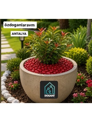 Dogant Kırmızı Saksı Vazo Dekor Peyzaj Dolomit Taşı 2 kg