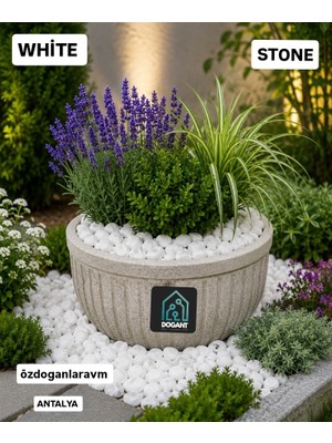 Dogant Stone White Dolomit Taş 2 kg ( 1-2 cm ) Dere Çakıl Taşı
