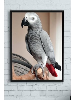 (PSTER12933) Papağan Hayvan Çerçeveli Tablo 2 (40X50CM)