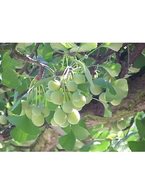 Hakay 3 Tohum Ginkgo Biloba Mabet Ağacı Tohumu, Bahçe Için