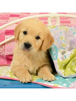 3X49 Parça Puzzle Puppies Renkli 3+