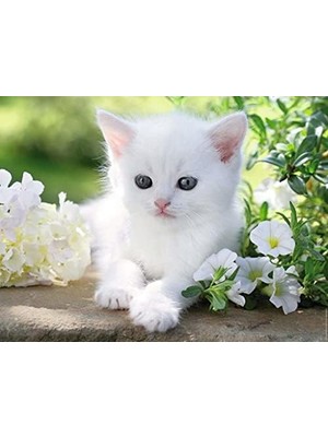 1500 Parça Beyaz Kedi Puzzle
