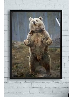 (PSTER9983) Ayı Hayvan Çerçeveli Tablo 3 (50X70CM)
