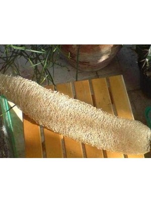 Lif Sünger Kabağı Tohumu (Sponge Gourd)