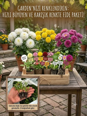 Mesa Store Bahçeniz Için Kasımpatı Fidesi Karışık Paket - Dayanıklı & Gösterişli
