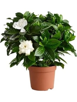 Esplendor Hediyelik 1 Adet Gardenya Çiçeği Saksısı, 30-45 cm Uzunlukta