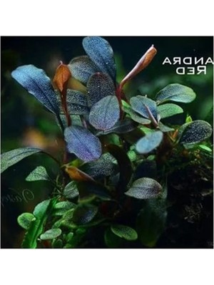 Esplendor Bucephalandra Brownie Red Saksı Canlı Bitki