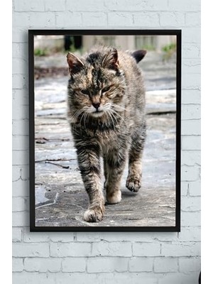AyrStore (PSTER11548) Kedi Hayvan Çerçeveli Tablo 3 (30 x 40CM)