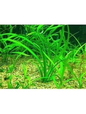 Sagittaria Subulata Saksı Canlı Bitki