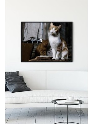 (PSTER11538) Kedi Hayvan Çerçeveli Tablo 6 (50X70CM)