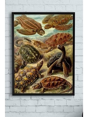(PSTER11504) Kaplumbağa Hayvan Çerçeveli Tablo (40X50CM)