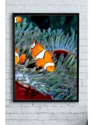 Tech Butiq (PSTER10018) Balık Hayvan Çerçeveli Tablo (50X70CM)