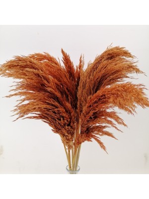 Hidden Botanics Kuru Çiçek Dekoratif Pampas 8'li Büyük Demet 70CM Pampas Otu