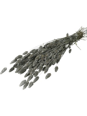 Hidden Botanics Gri Palaris Kuş Otu Kuru Çiçek - 45 cm Dekoratif Vazo Çiçeği 60 Dal