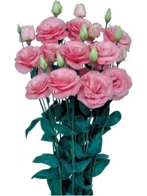 Die Grup Pembe Katmerli Bodur Lisianthus Çiçeği Tohumu - 5 Adet