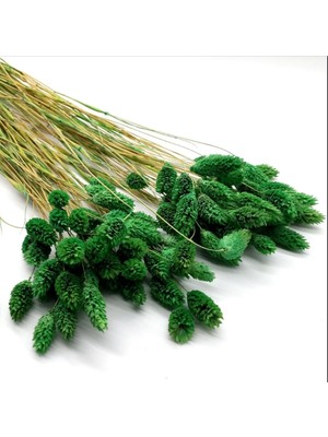 Hidden Botanics Kuru Çiçek Palaris Kuş Otu Çimen Yeşili 65 Dal - Dekoratif Canlı Yeşil Kuşotu Aranjmanı - 40-45 cm Bohem Ev Dekoru