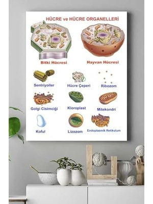 Tech Butiq (PSTER15378) Hücre Eğitim Kanvas Tablo 40 x 60