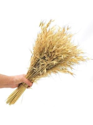 Hidden Botanics Premium Naturel Kuru Çiçek Yulaf Otu Demeti 50 cm - Bohem Ev Dekorasyonu Vazo Çiçeği