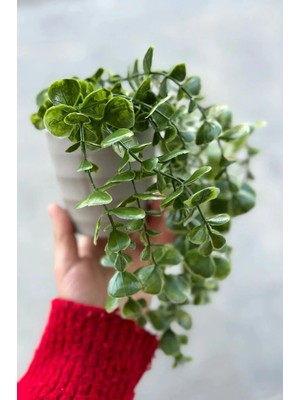 Kitchen Dream Yapay Çiçek Plastik Saksıda Yeşil Okaliptus Sarkıtı Dere Taşı Detaylı Bej Renk