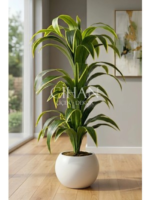 Cihan Çiçekçilik Küre Saksılı Yapay 150 cm Dracaena Fragrans Ağacı
