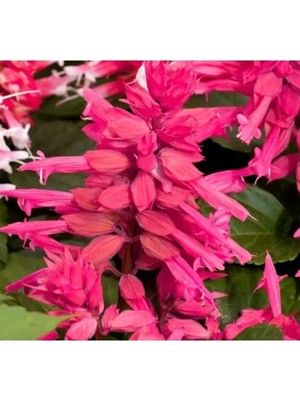 Erdo Ticaret Pembe Ateş Çiçeği - Salvia F1 Tohumu - 30 Adet