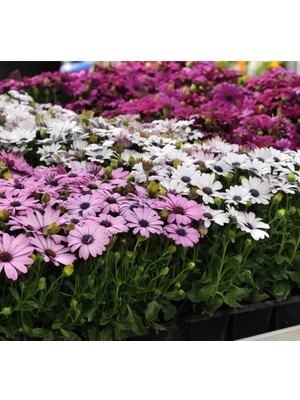 Erdo Ticaret Kalıcı Bodrum Papatyası Tohumu - Sarı ve Pembe Renkli - 5 Tohum