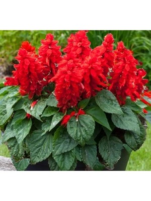 Erdo Ticaret Kırmızı Ateş Çiçeği - Salvia F1 Tohumu - 30 Adet