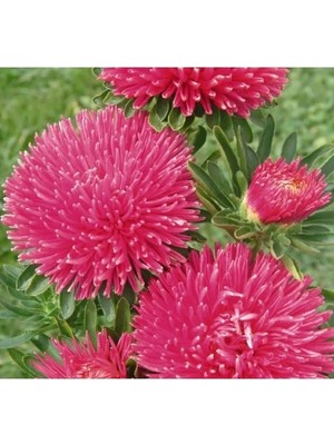 Erdo Ticaret Burgundy Renkli Aster Kasımpatı Tohumu - 20 Adet