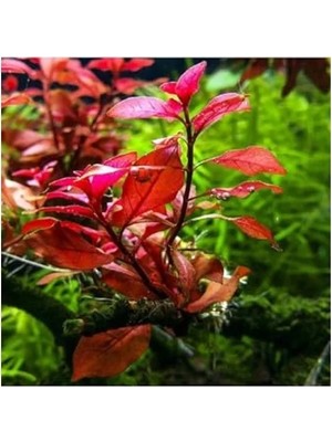 Erdo Ticaret Canlı Bitki, Ludwigia Mini Super Red Saksıda
