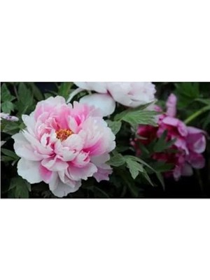 Erdo Ticaret 5 Adet Pembe Şakayık Çiçeği Tohumu, Bahçe Yetiştiriciliği Için Ideal