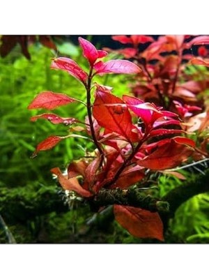 Ohbe Express Ludwigia Mini Super Red Saksı Canlı Bitki